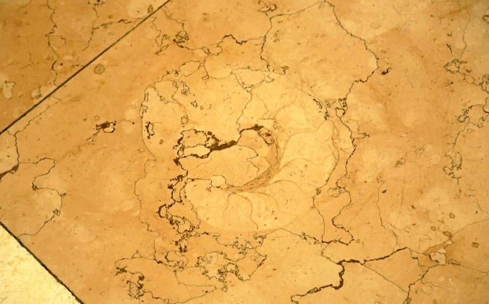 館内で太古の歴史にふれられる古代の化石「アンモナイト」