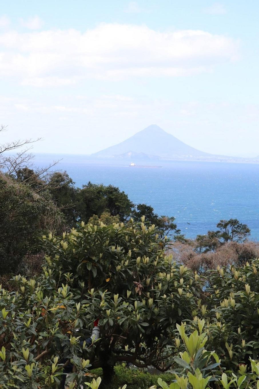 眼前に桜島をのぞむ十津川農場のびわ畑