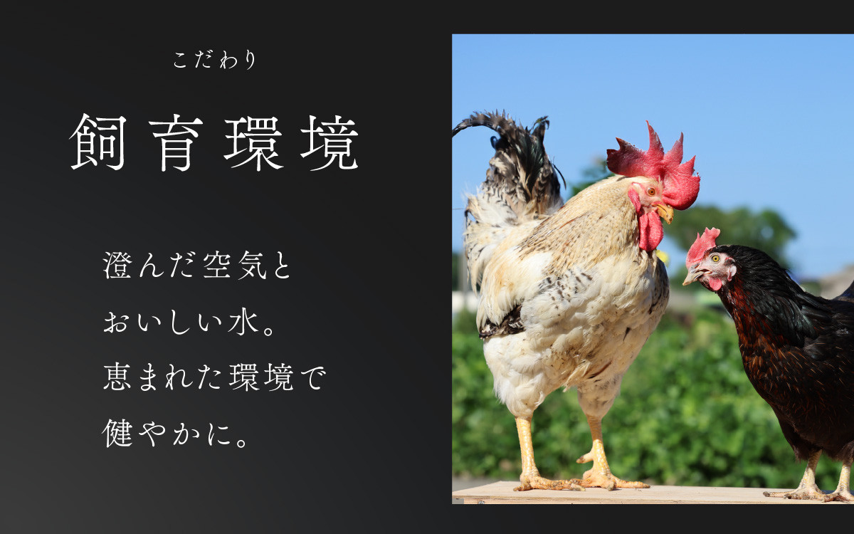 3ヶ月連続お届け】 福井ブランド 「福地鶏」 の卵 50個 濃厚で甘くておいしい！ （25個入×2段） 定期便 ／ 卵 たまご 鶏卵 生卵 有精卵  高級 高級卵 福地鶏 鶏 平飼い 美味しい こだわり 3ヶ月 定期便 卵かけご飯 料理 あわら市 福井県産 | JTBのふるさと納税サイト [ふるぽ]