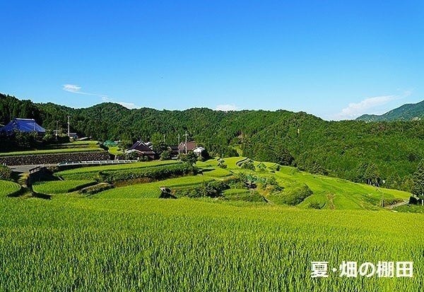 夏・畑の棚田