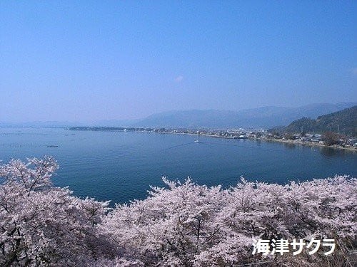 海津の桜