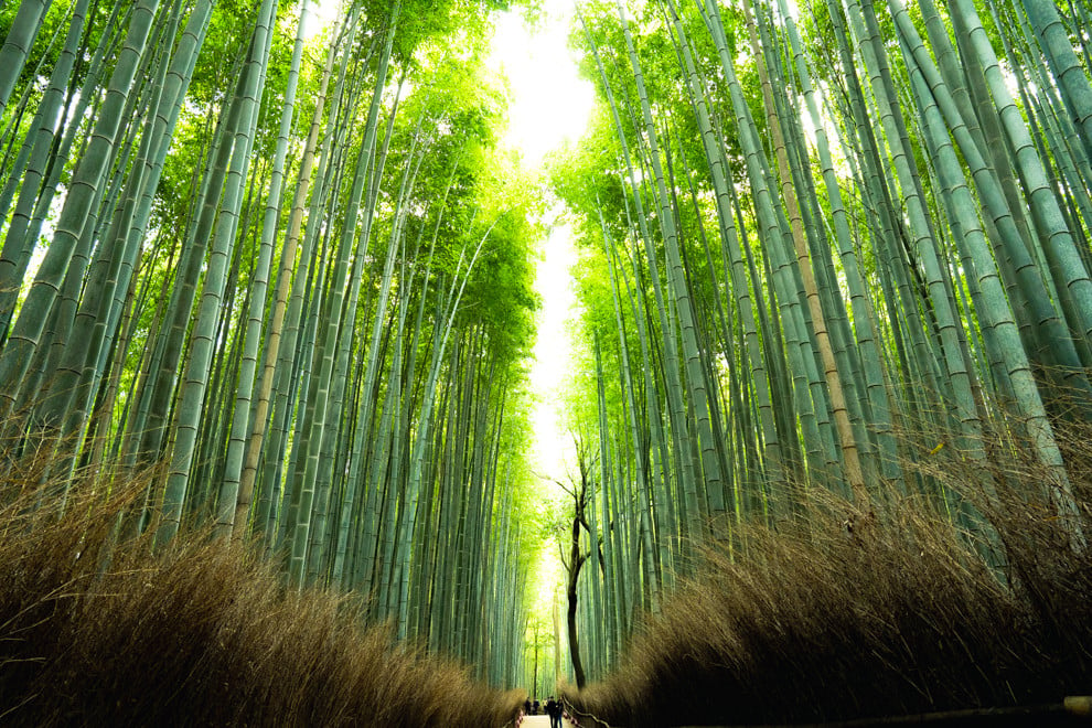 嵐山 竹林の小径