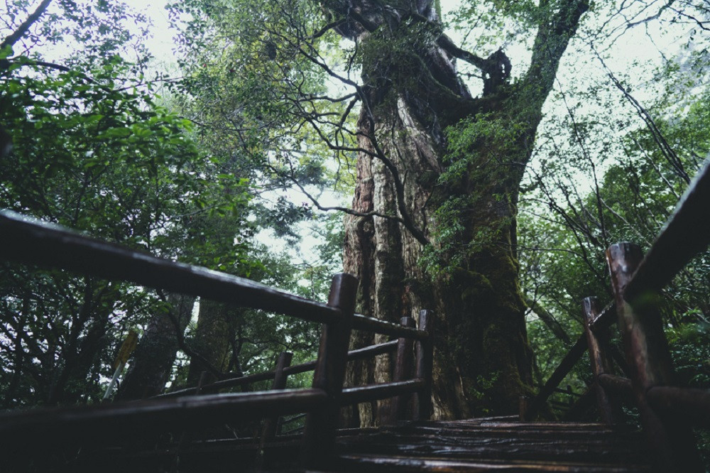 撮影地：ヤクスギランド