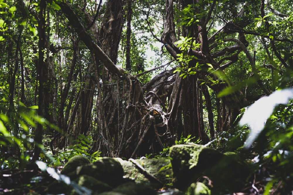 撮影地：猿川ガジュマル