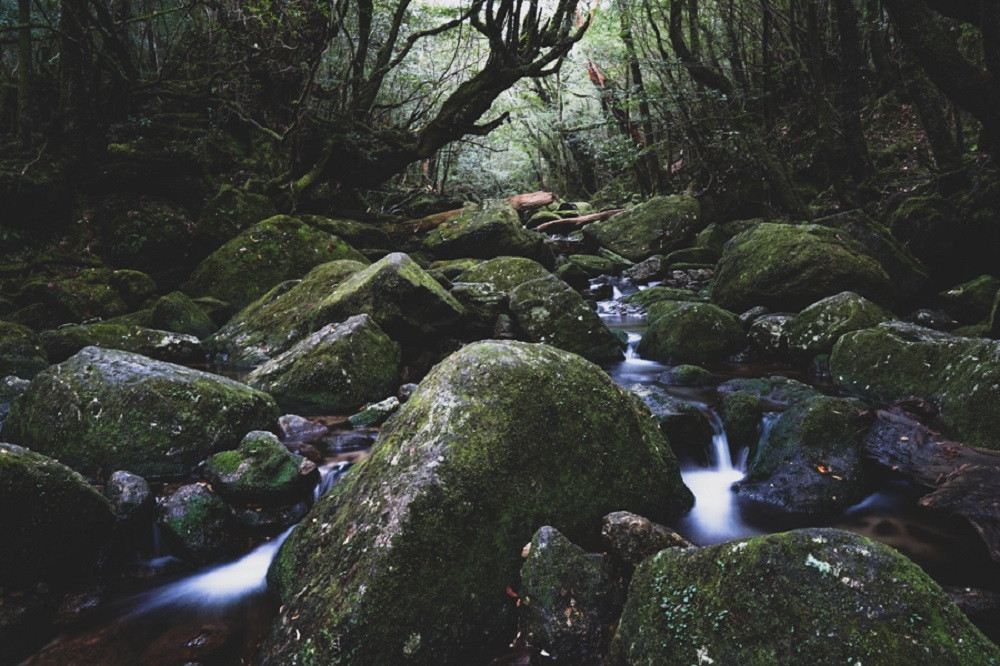 撮影地：白谷雲水峡