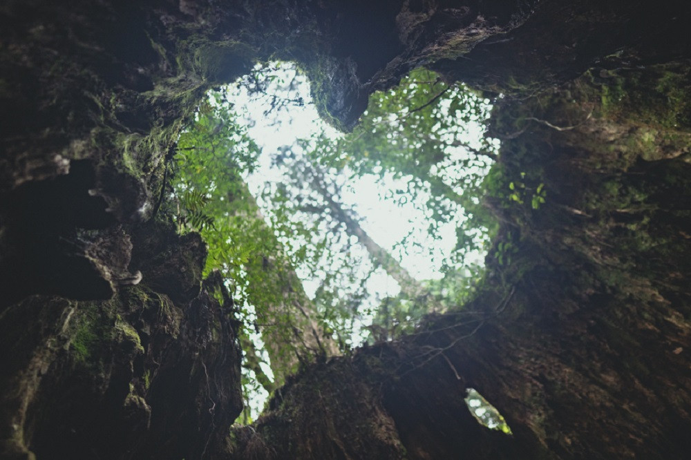 撮影地：ウィルソン株