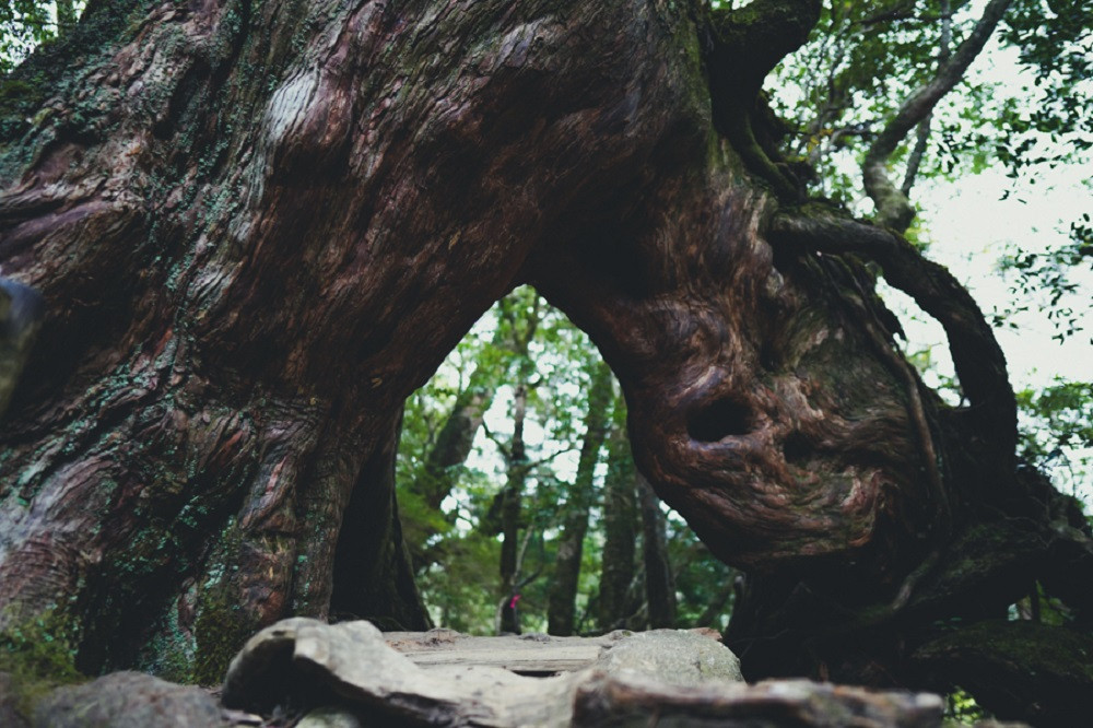 撮影地：白谷雲水峡