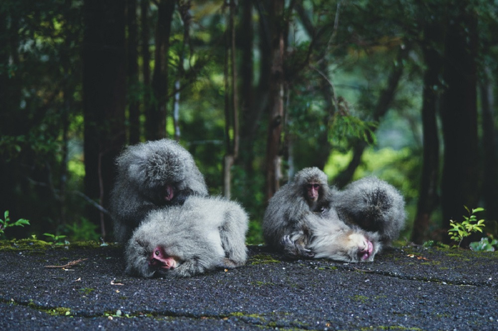 撮影地：西部林道