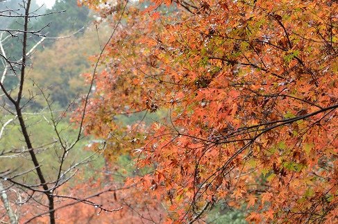 蓮華寺池公園の紅葉