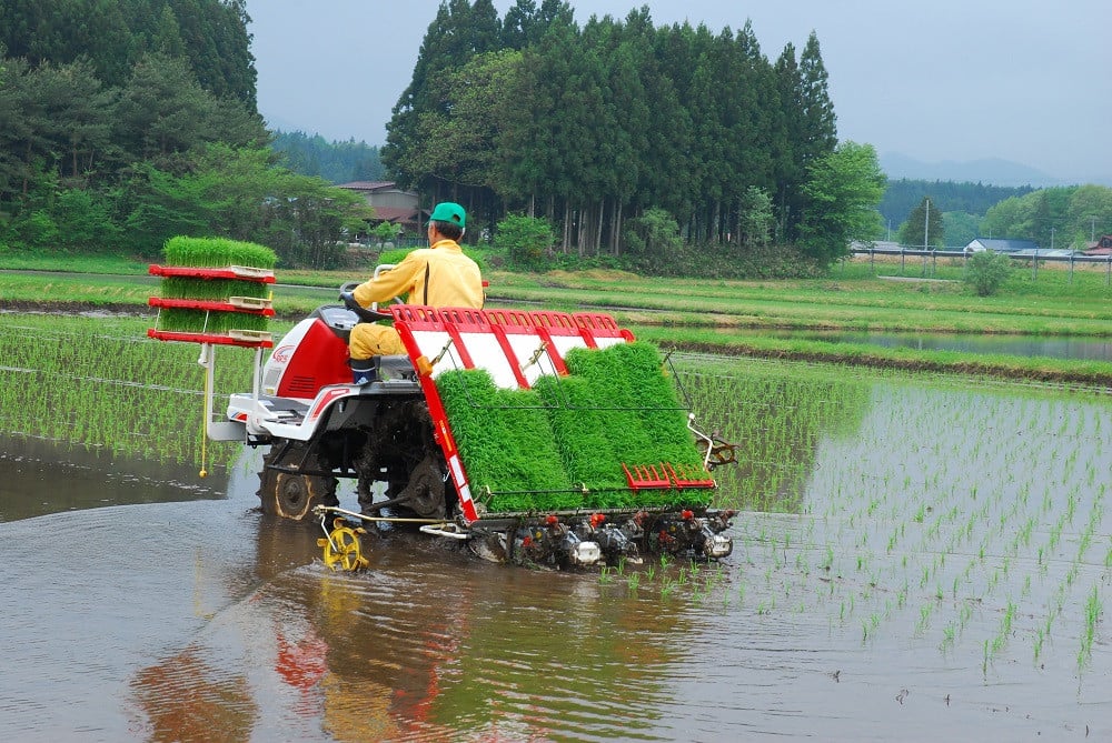 2. 田植え