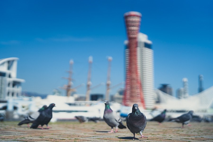 ハーバーランド