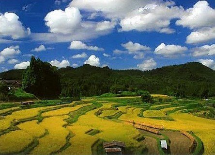 日本の原風景、「中須の棚田」