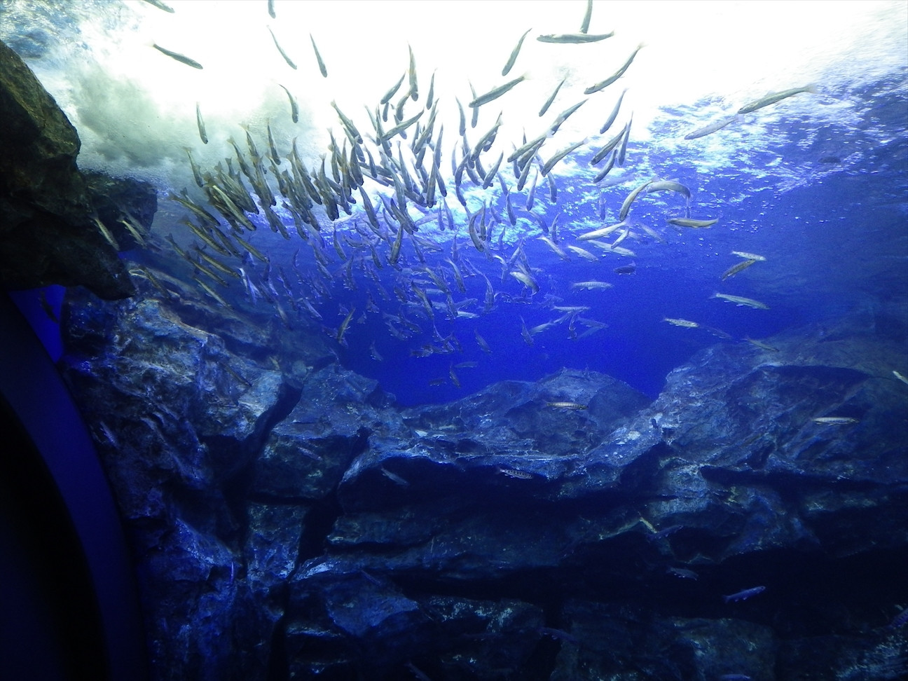 北の大地の水族館