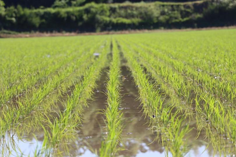 微生物の力を借りて稲を育てる