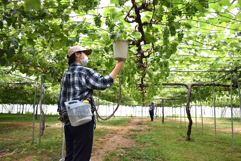 「ピアファーム」育てるくだもの