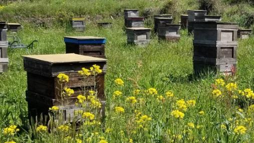 ミツバチたちの巣箱