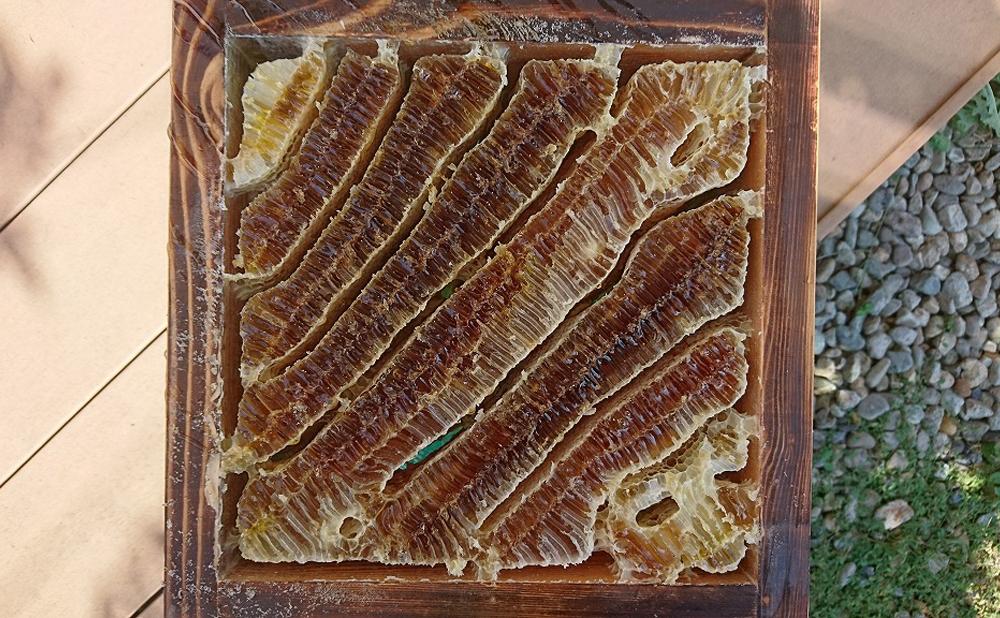日本蜜蜂のハチミツ100％！はちみつ（1本） 高級 自然食品 無添加 ニホンミツバチ