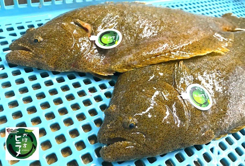 刺身セット 佐伯産カボスぶり カボスひらめ 低温熟成魚切り身 Jtbのふるさと納税サイト ふるぽ