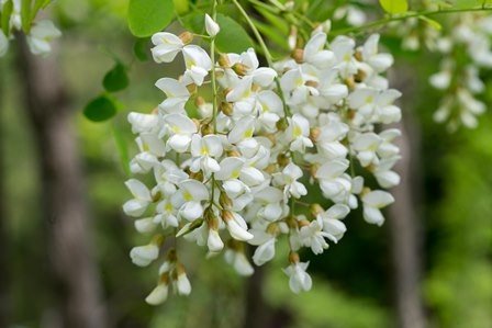 みずなみ高原で採れた天然無添加非加熱の熟成ハチミツ そよごハチミツ 300g 2 Jtbのふるさと納税サイト ふるぽ