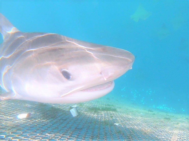 マンタやサメの飼育観察体験ツアー 1名様 Jtbのふるさと納税サイト ふるぽ