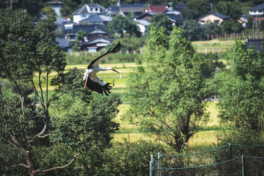 撮影地:兵庫県立コウノトリの郷公園