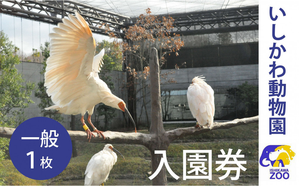 チケット&nbsp;いしかわ動物園入園券（一般）石川県&nbsp;能美市