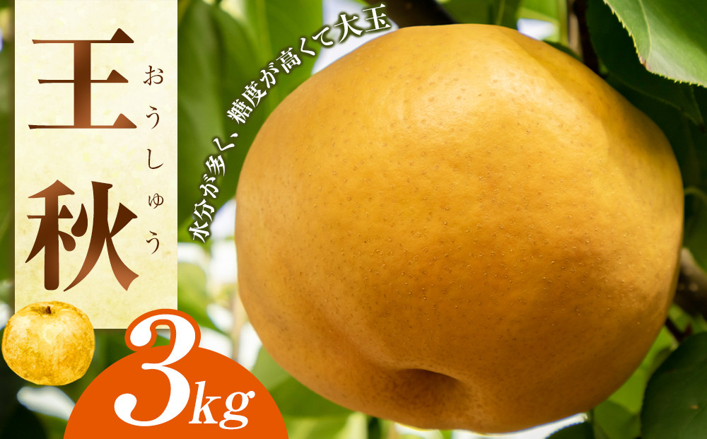 【先行予約】王秋&nbsp;3kg（JA）※2026年10月下旬～11月下旬頃に順次発送予定【梨&nbsp;なし&nbsp;ナシ&nbsp;王秋梨&nbsp;鳥取県産&nbsp;くだもの&nbsp;果物&nbsp;フルーツ&nbsp;旬&nbsp;鳥取県&nbsp;北栄町&nbsp;おすすめ&nbsp;人気&nbsp;3キロ】