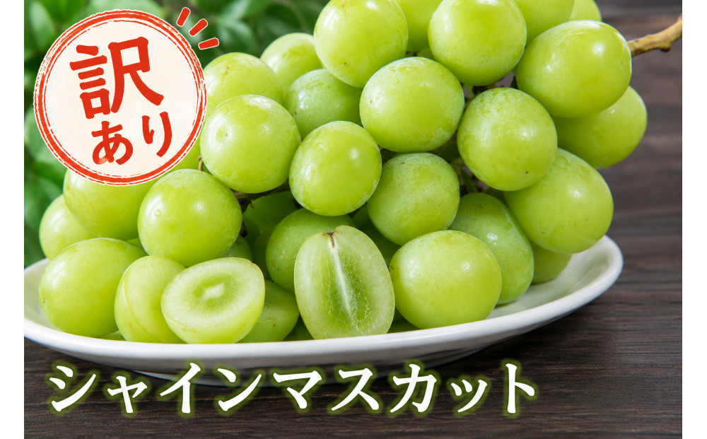 北栄町産シャインマスカット　約２kg(訳あり品)【9月上旬以降お届け】