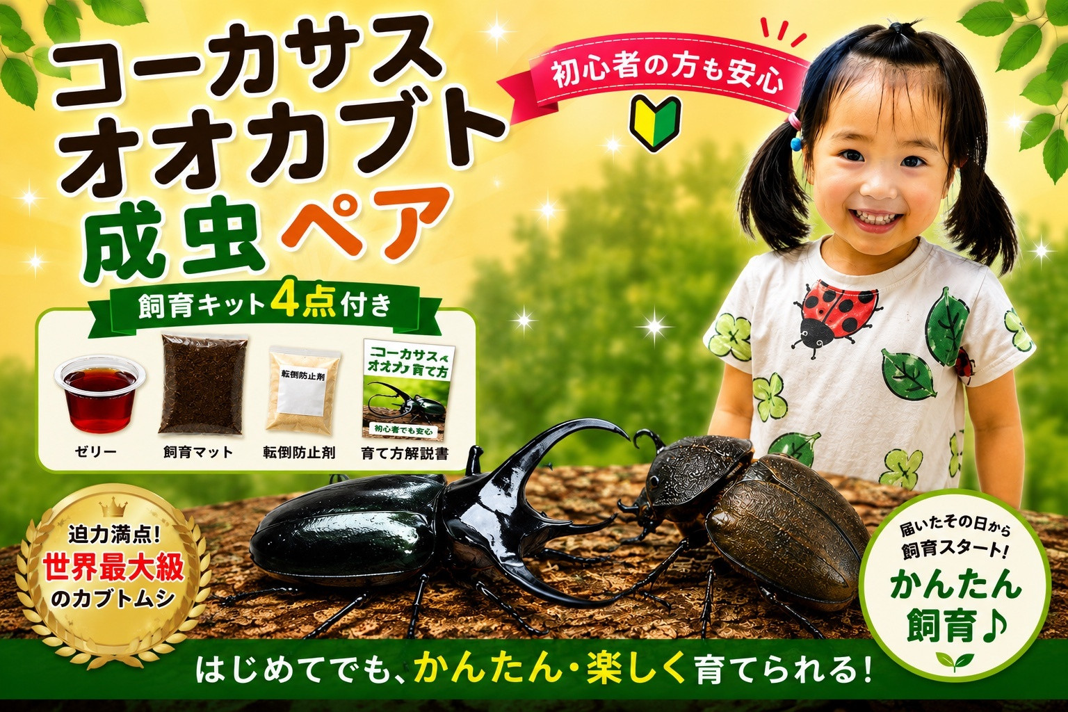 【虹色Farm】コーカサスオオカブト&nbsp;成虫ペア&nbsp;～初心者の方も安心！飼育キット4点付(育て方解説書・転倒防止材・ゼリー・飼育マット)～｜京都&nbsp;オオカブト&nbsp;人気［&nbsp;カブトムシ&nbsp;コーカサスオオカブト&nbsp;成虫&nbsp;ペア&nbsp;飼育キット&nbsp;説明書付&nbsp;人気&nbsp;おすすめ&nbsp;自由研究&nbsp;夏休み&nbsp;体験&nbsp;自然&nbsp;昆虫&nbsp;虫&nbsp;お取り寄せ&nbsp;通販&nbsp;送料無料&nbsp;ふるさと納税&nbsp;］