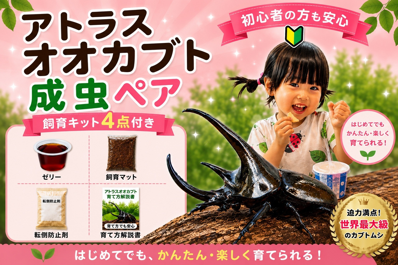【虹色Farm】アトラスオオカブト&nbsp;成虫ペア&nbsp;～初心者の方も安心！飼育キット4点付(育て方解説書・転倒防止材・ゼリー・飼育マット)～｜京都&nbsp;オオカブト&nbsp;人気［&nbsp;カブトムシ&nbsp;アトラスオオカブト&nbsp;成虫&nbsp;ペア&nbsp;オス&nbsp;メス&nbsp;飼育キット&nbsp;説明書付&nbsp;人気&nbsp;おすすめ&nbsp;自由研究&nbsp;夏休み&nbsp;体験&nbsp;自然&nbsp;昆虫&nbsp;虫&nbsp;お取り寄せ&nbsp;通販&nbsp;送料無料&nbsp;ふるさと納税&nbsp;］