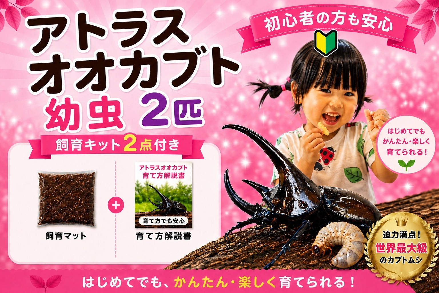 【虹色Farm】アトラスオオカブト&nbsp;幼虫2匹(ペア)&nbsp;～初心者の方も安心！飼育キット２点付(育て方解説書・飼育マット)｜京都&nbsp;オオカブト&nbsp;人気［&nbsp;カブトムシ&nbsp;アトラスオオカブト&nbsp;幼虫&nbsp;ペア&nbsp;オス&nbsp;メス&nbsp;飼育キット&nbsp;説明書付&nbsp;人気&nbsp;おすすめ&nbsp;自由研究&nbsp;夏休み&nbsp;体験&nbsp;自然&nbsp;昆虫&nbsp;虫&nbsp;お取り寄せ&nbsp;通販&nbsp;送料無料&nbsp;ふるさと納税&nbsp;］