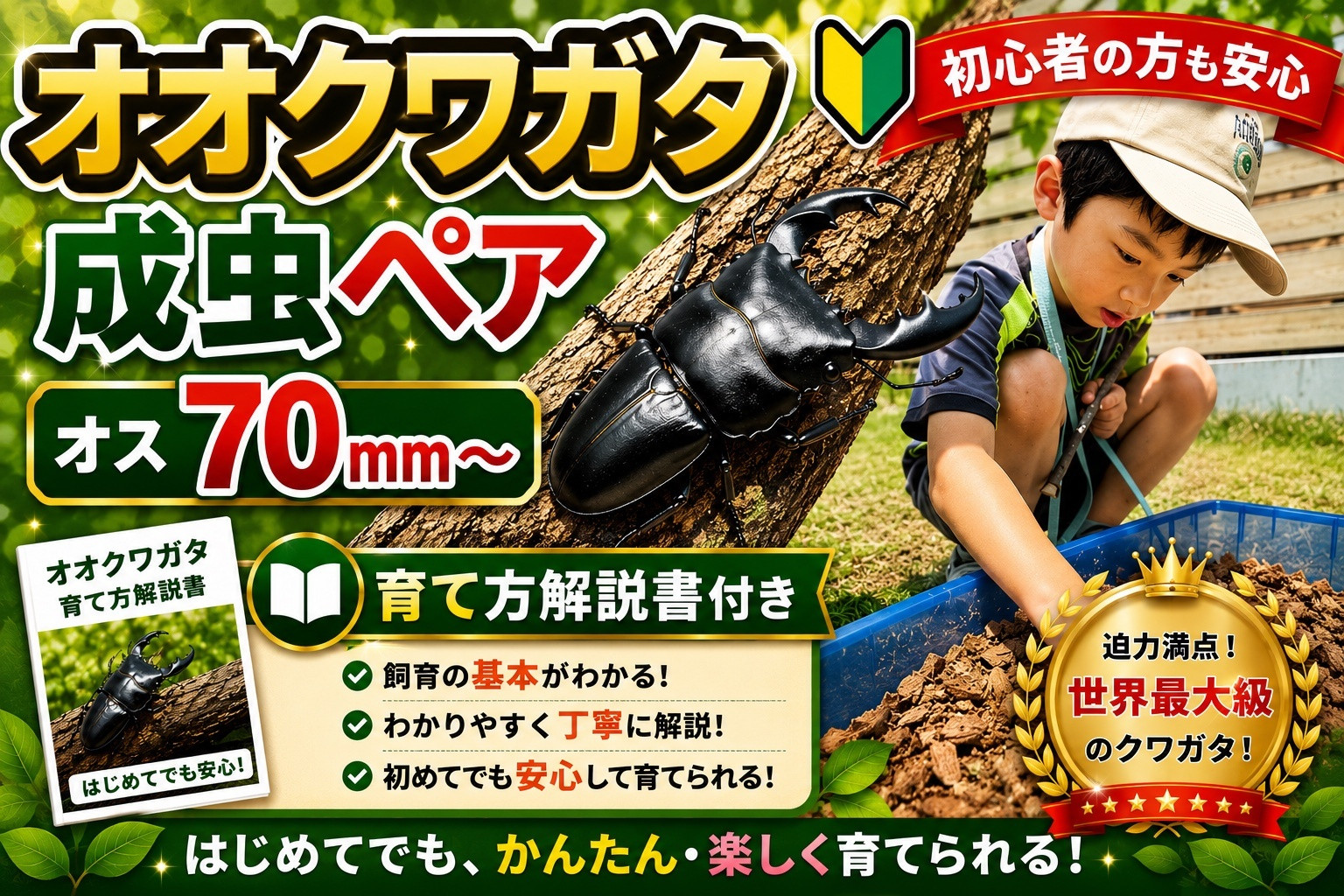 【虹色Farm】オオクワガタ&nbsp;成虫ペア(オス70ｍｍ～)～初心者の方も安心！育て方解説書付き～｜京都&nbsp;クワガタ&nbsp;人気［&nbsp;クワガタ&nbsp;オオクワガタ&nbsp;成虫&nbsp;ペア&nbsp;オス&nbsp;メス&nbsp;飼育キット&nbsp;説明書付&nbsp;人気&nbsp;おすすめ&nbsp;自由研究&nbsp;夏休み&nbsp;体験&nbsp;自然&nbsp;昆虫&nbsp;虫&nbsp;お取り寄せ&nbsp;通販&nbsp;送料無料&nbsp;ふるさと納税&nbsp;］