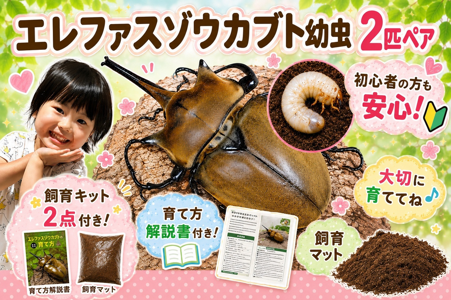 【虹色Farm】エレファスゾウカブト&nbsp;幼虫2匹(ペア)&nbsp;～初心者の方も安心！飼育キット２点付(育て方解説書・飼育マット)｜京都&nbsp;カブト&nbsp;人気［&nbsp;カブトムシ&nbsp;エレファスゾウカブト&nbsp;幼虫&nbsp;ペア&nbsp;オス&nbsp;メス&nbsp;飼育キット&nbsp;説明書付&nbsp;人気&nbsp;おすすめ&nbsp;自由研究&nbsp;夏休み&nbsp;体験&nbsp;自然&nbsp;昆虫&nbsp;虫&nbsp;お取り寄せ&nbsp;通販&nbsp;送料無料&nbsp;ふるさと納税&nbsp;］