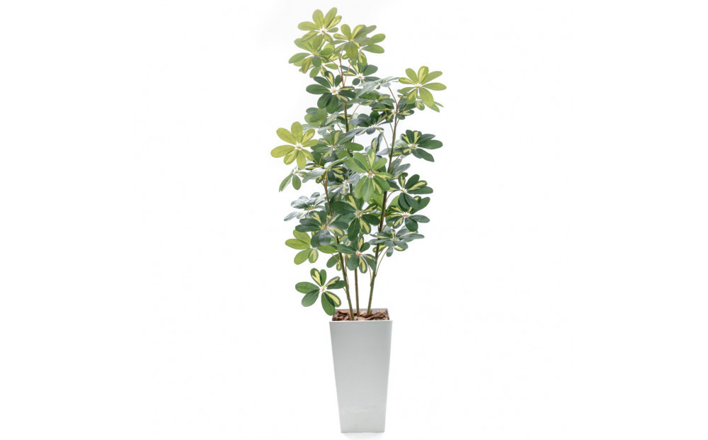 人工観葉植物&nbsp;カポック斑入り&nbsp;160cm&nbsp;樹脂鉢Lサイズ白&nbsp;SC触媒加工済