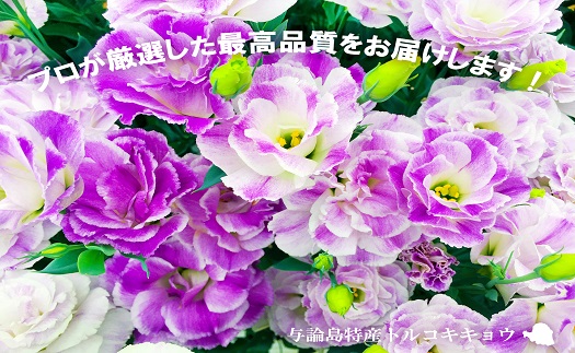 【冬春発送】与論島のトルコキキョウ【おまかせ】２０本以上【ポイント交換専用】