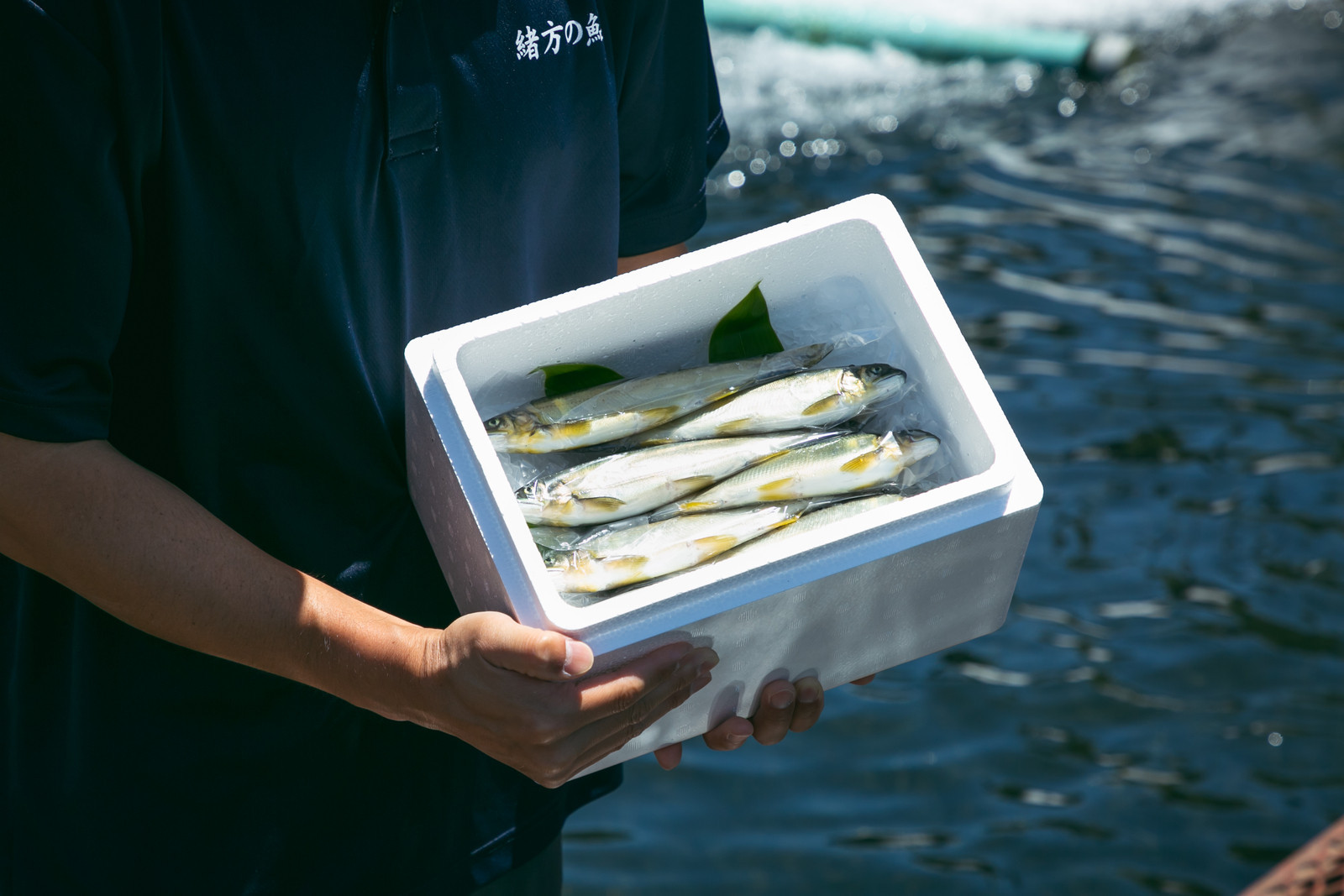 若あゆ（冷蔵配送）1kg（10尾～15尾）OGATA養殖技術研究所&nbsp;南紀白浜