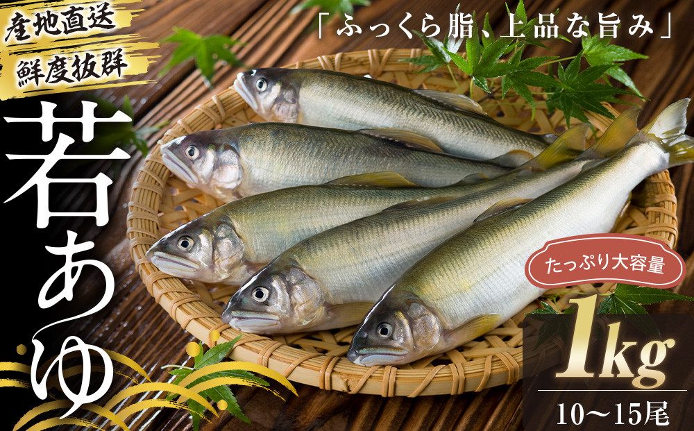 若あゆ（冷蔵配送）1kg（10尾～15尾）OGATA養殖技術研究所&nbsp;南紀白浜