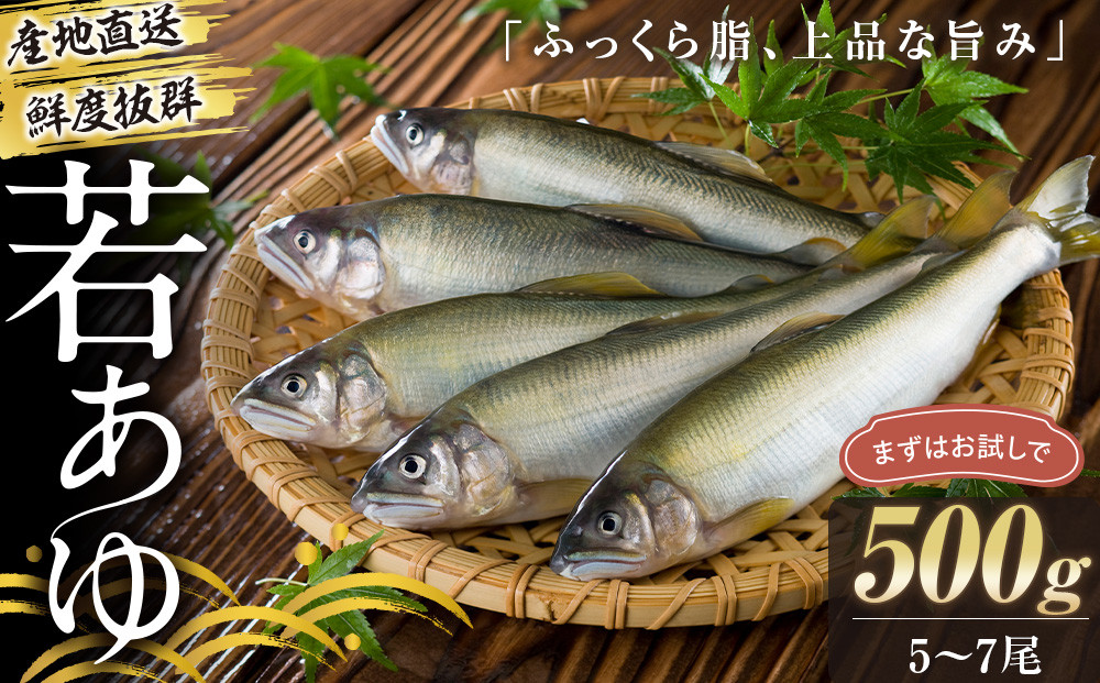 若あゆ（冷蔵配送）500g（5尾～7尾）OGATA養殖技術研究所&nbsp;南紀白浜