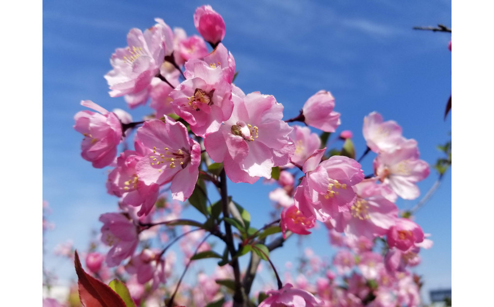 春を知らせる一重咲きの綺麗な花　ハナカイドウ