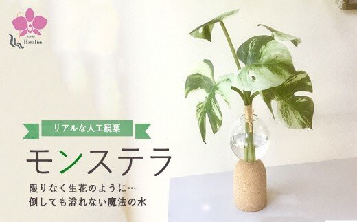 倒してもこぼれないお水&nbsp;癒しのグリーン「モンステラ」光触媒