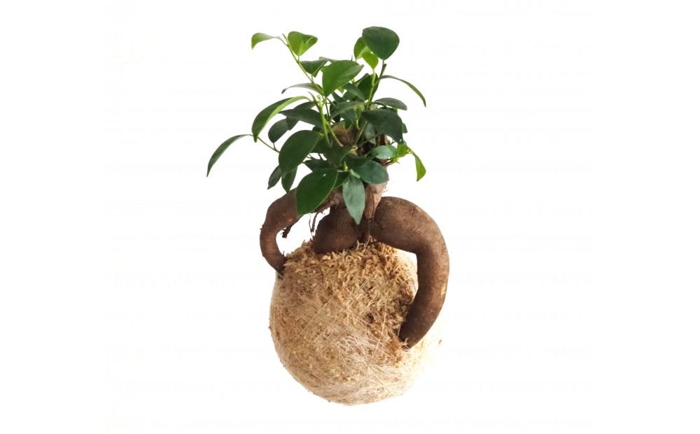 360度楽しめる！吊るせる観葉植物「ハングボール」ガジュマル(Mサイズ)【ポイント交換専用】