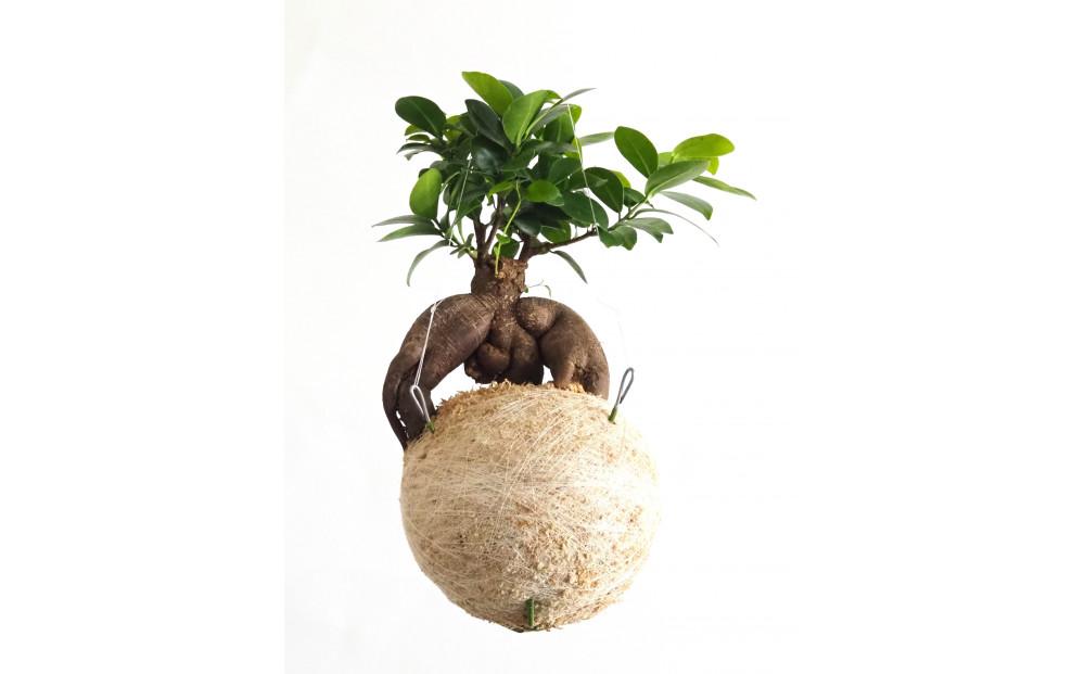 360度楽しめる！吊るせる観葉植物「ハングボール」ガジュマル(Lサイズ)【ポイント交換専用】