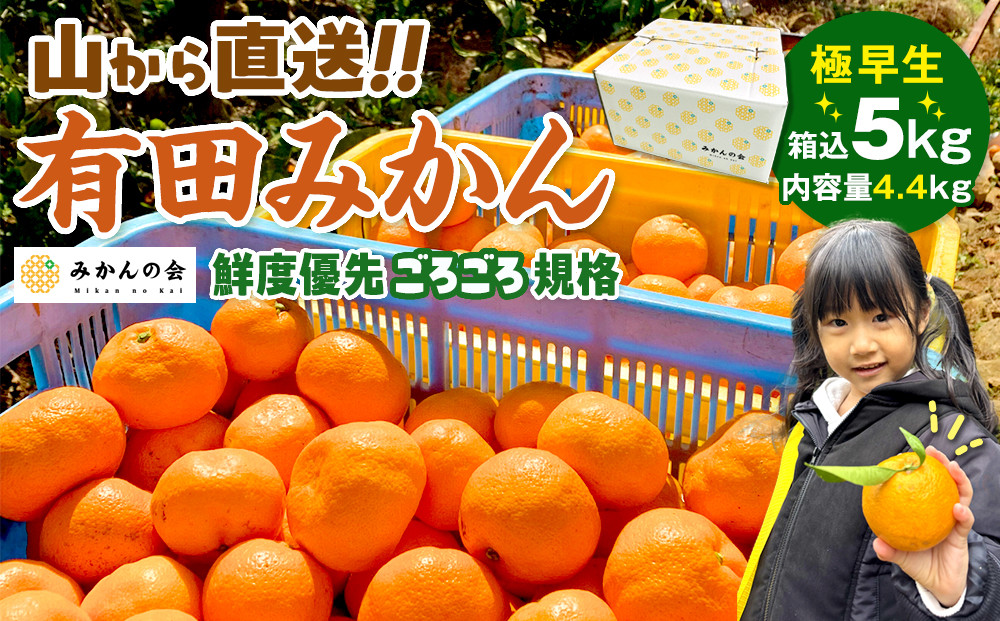 みかん&nbsp;極早生&nbsp;山から直送&nbsp;箱込&nbsp;5kg&nbsp;(内容量約&nbsp;4.4kg)&nbsp;採れたてそのままごろごろ規格&nbsp;有田みかん&nbsp;和歌山県産&nbsp;【みかんの会】みかん&nbsp;果物&nbsp;みかん&nbsp;フルーツ&nbsp;みかん&nbsp;和歌山&nbsp;みかん&nbsp;柑橘類&nbsp;みかん&nbsp;和歌山県産&nbsp;みかん&nbsp;有田&nbsp;みかん