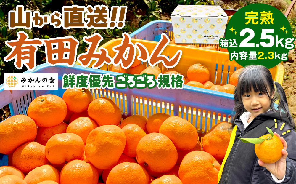 みかん 山から直送 箱込 2.5kg ( 内容量約 2.3kg ) 鮮度優先ごろごろ規格 和歌山県産 産地直送 家庭用［2025年11月中旬より2026年1月中旬頃順次出荷予定］［みかんの会］みかん 果物 みかん フルーツ みかん 和歌山 みかん 柑橘類 みかん 和歌山県産 みかん 有田 みかん