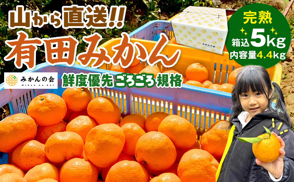 みかん 山から直送 箱込 5kg ( 内容量約 4.4kg ) 鮮度優先ごろごろ規格 和歌山県産 産地直送 家庭用［2025年11月中旬より2026年1月中旬頃順次出荷予定］［みかんの会］みかん 果物 みかん フルーツ みかん 和歌山 みかん 柑橘類 みかん 和歌山県産 みかん 有田 みかん