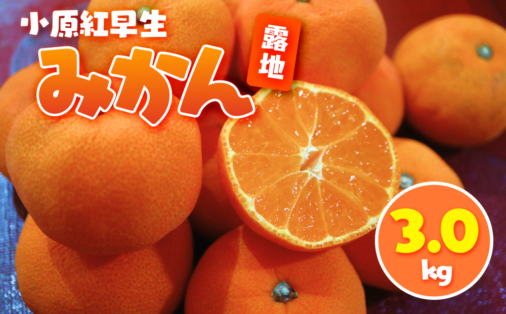 小原紅早生みかん(露地)&nbsp;3.0kg