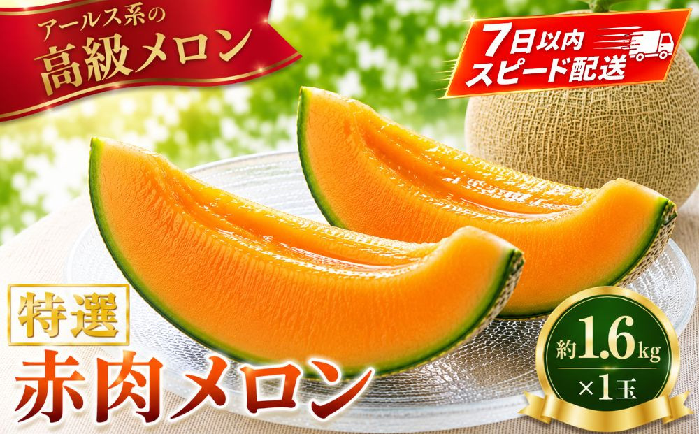 特選赤肉メロン約1.6kg×1玉【&nbsp;メロン&nbsp;果物&nbsp;くだもの&nbsp;フルーツ&nbsp;メロン&nbsp;赤肉&nbsp;赤肉メロン&nbsp;めろん&nbsp;meron&nbsp;melon&nbsp;MELON&nbsp;国産&nbsp;デザート&nbsp;産地直送&nbsp;旬&nbsp;お取り寄せ&nbsp;甘い&nbsp;】