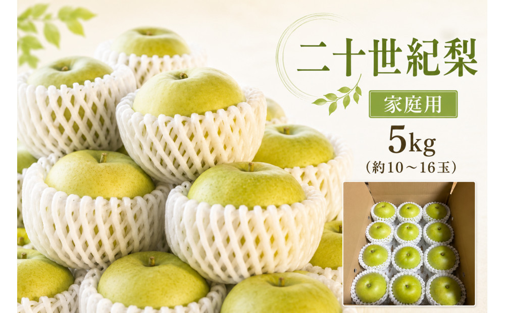 【2026年度先行予約】数量限定　鳥取県産　二十世紀梨　家庭用&nbsp;5kg(約10〜16玉)【8月20日以降発送】