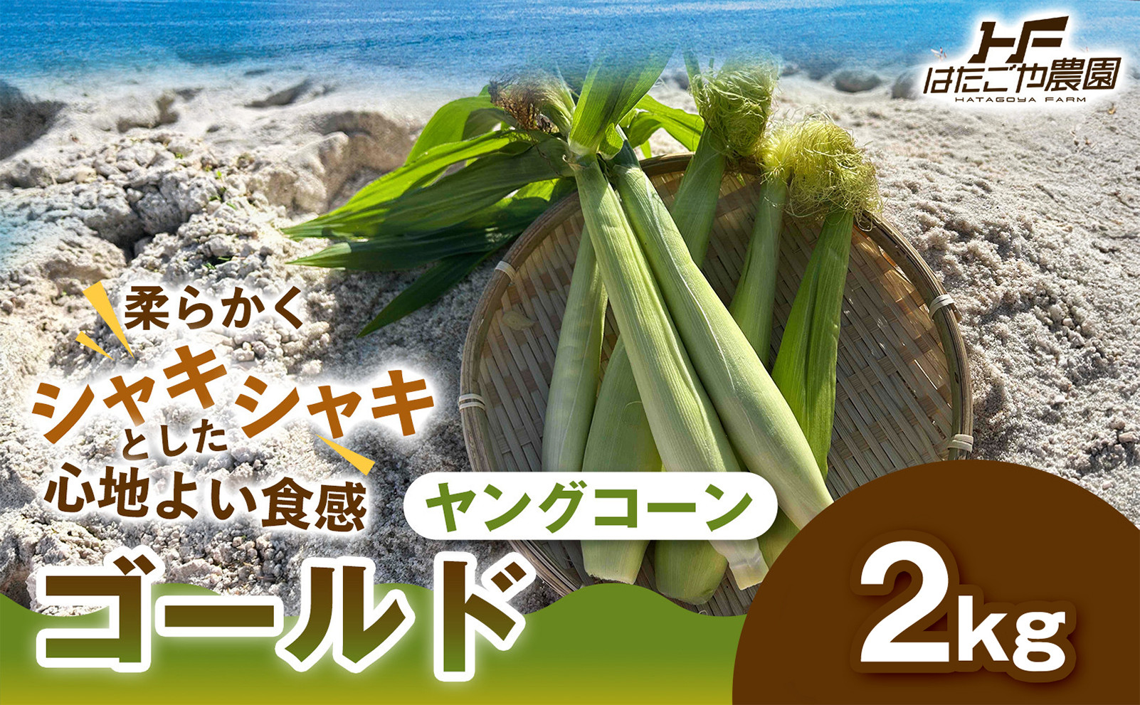 ［食卓を彩る希少な季節野菜］潮風ベイビー&nbsp;2kg&nbsp;ヤングコーン&nbsp;ゴールド&nbsp;ベビーコーン&nbsp;グリル&nbsp;付け合わせ野菜&nbsp;BBQ&nbsp;焼き野菜&nbsp;和歌山県&nbsp;白浜町