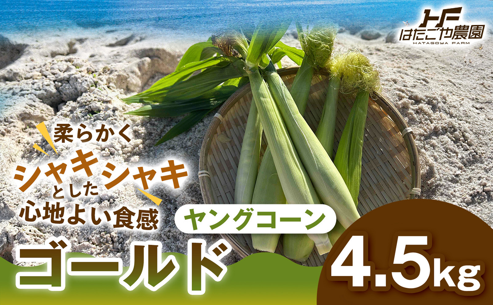 ［食卓を彩る希少な季節野菜］潮風ベイビー&nbsp;4.5kg&nbsp;ヤングコーン&nbsp;ゴールド&nbsp;ベビーコーン&nbsp;グリル&nbsp;付け合わせ野菜&nbsp;BBQ&nbsp;焼き野菜&nbsp;和歌山県&nbsp;白浜町